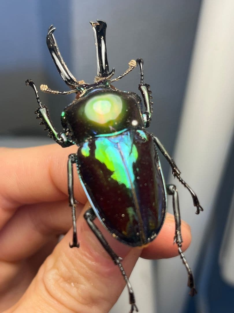 【標本】ニジイロクワガタ オウゴンオニクワガタ ピカール血統 エラフスホソアカ