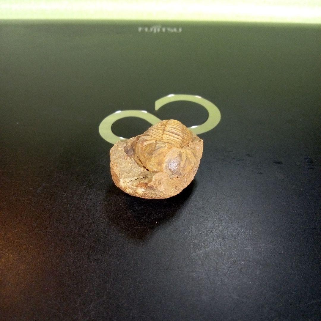 三葉虫　化石　fossil　ボリビア産　trilobite　南アメリカ化石郡⑥