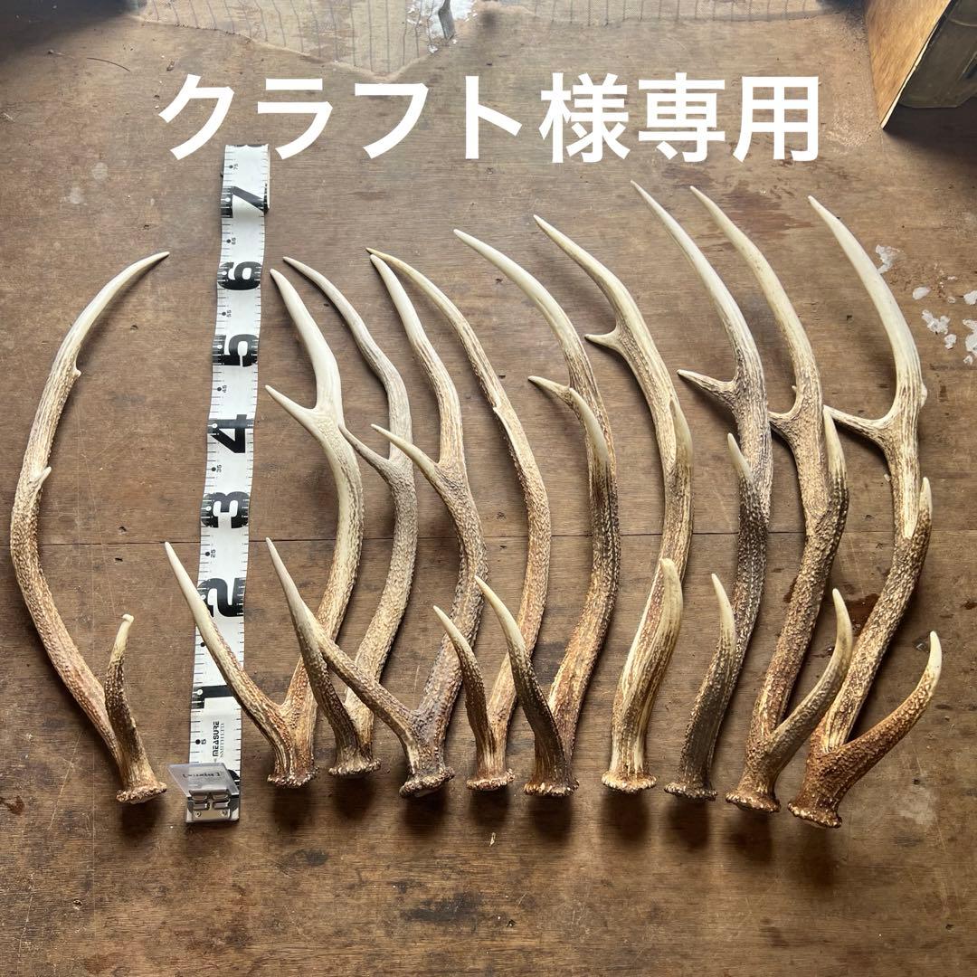 クラフト　鹿の角14本セット