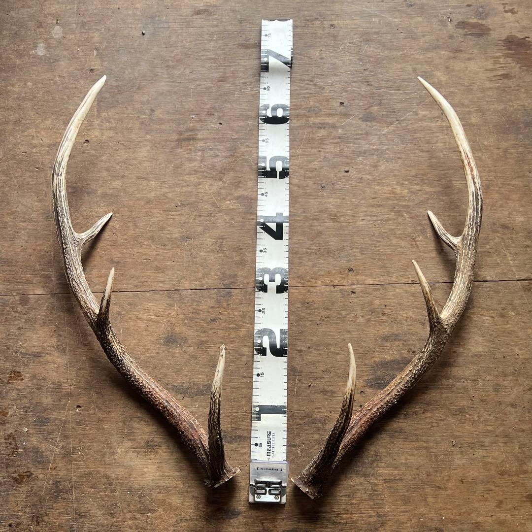 クラフト　鹿の角14本セット