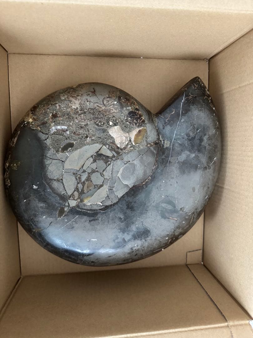 アンモナイト化石 巨大