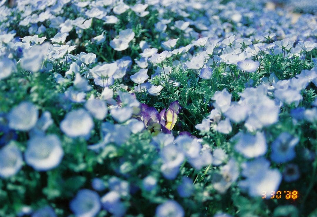 完動品　フィルムカメラNikon F80 レンズセット