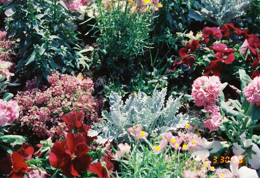 完動品　フィルムカメラNikon F80 レンズセット