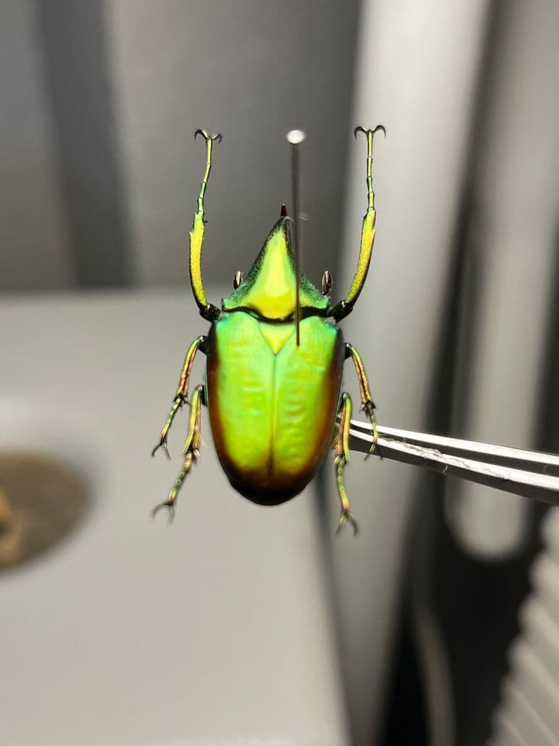 【31mm】カブトハナムグリ コガネムシ プラチナコガネ カナブン ゾウカブト