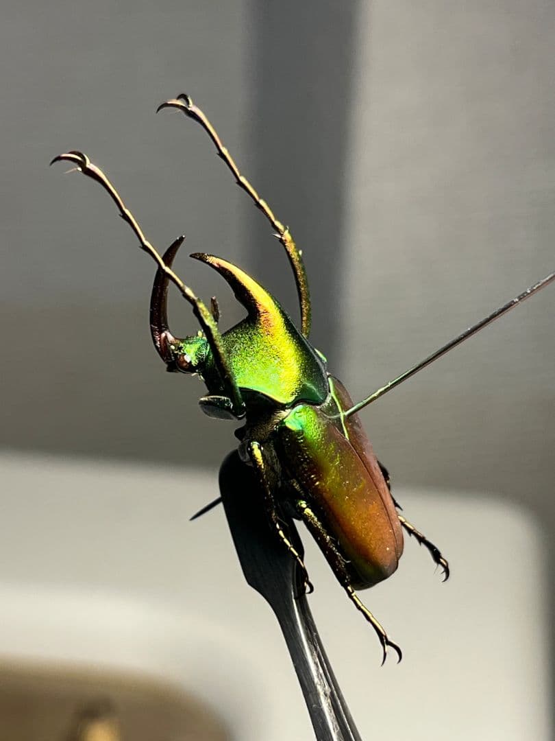 【31mm】カブトハナムグリ コガネムシ プラチナコガネ カナブン ゾウカブト