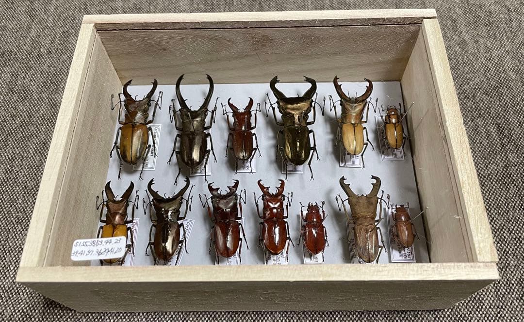 昆虫標本　キクロマトス13頭セット①