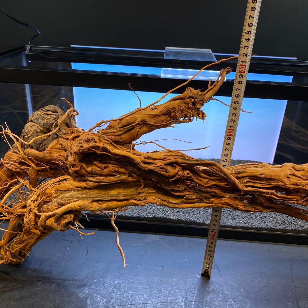 MTW-6351 蔦流木1点物　アーチ流木　90cm水槽用流木　アクアリウム