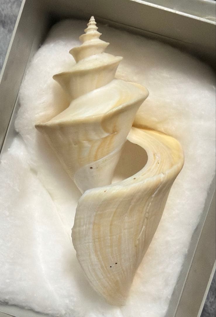 (超特大)チマキボラ　貝殻　標本　110mm クダマキガイ科