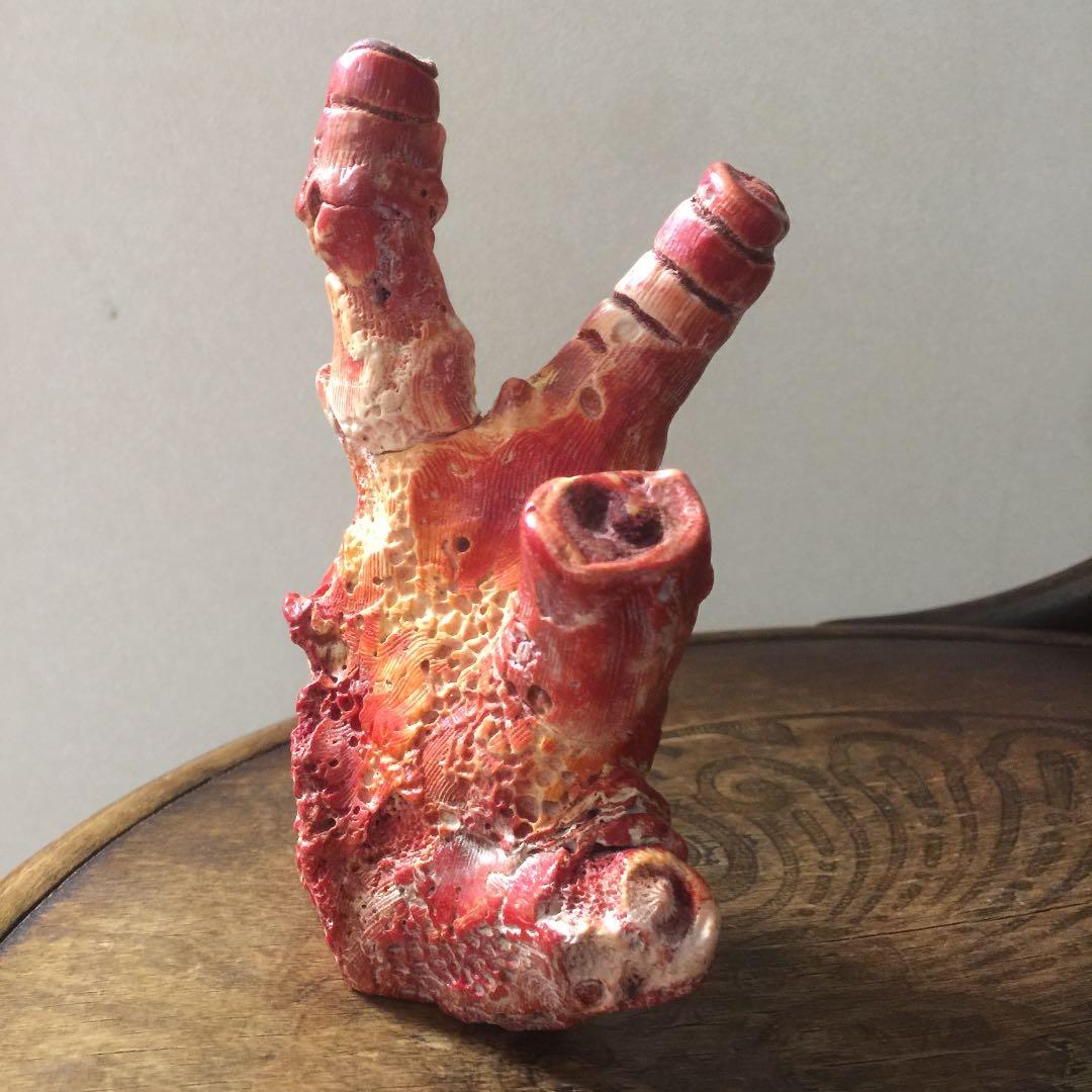 天然 紅珊瑚 504g