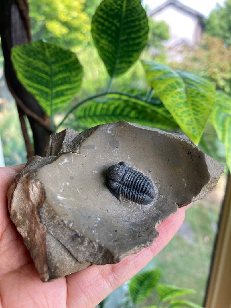 珍品　レア品　化石　コレクション　標本