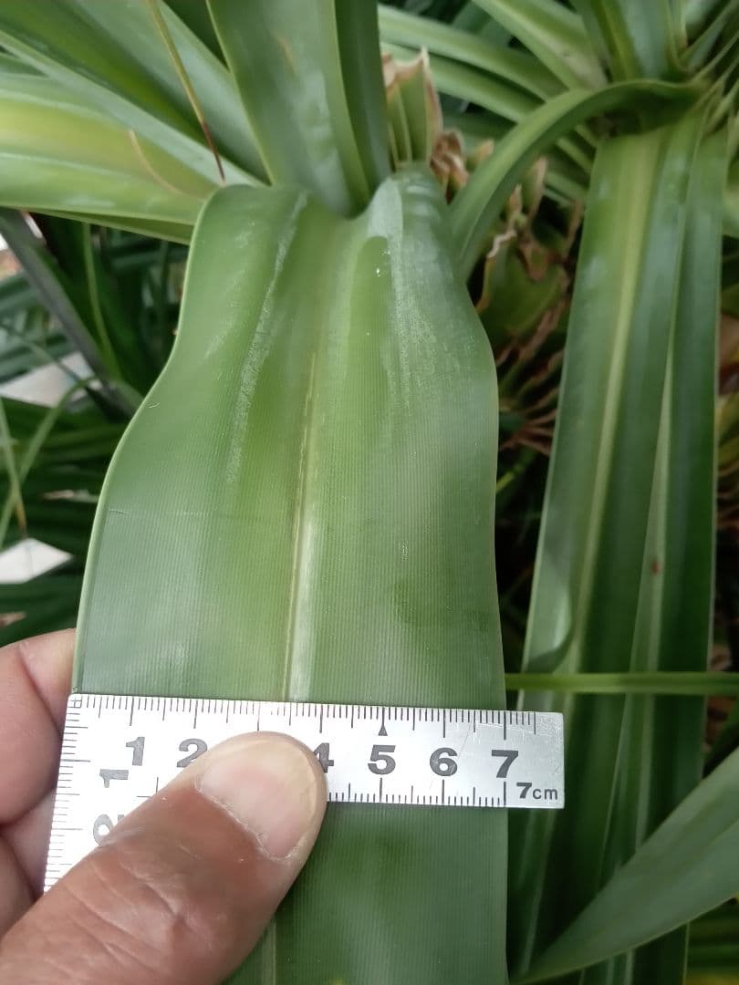 \"特選限定生葉”