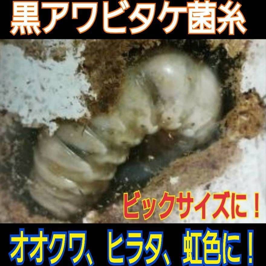 極上！黒アワビタ菌糸瓶【8本】初令、2令に最適な500ml☆小型の色虫にもお薦め