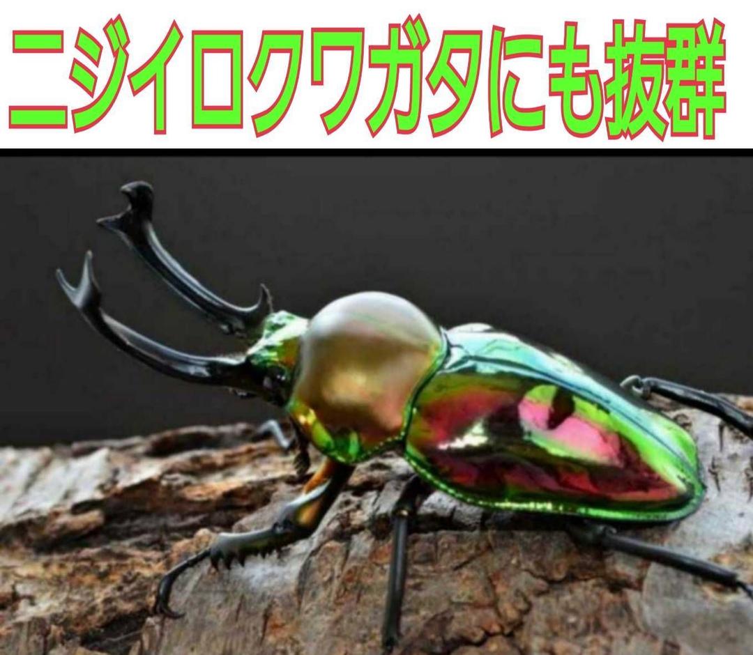 極上！黒アワビタ菌糸瓶【8本】初令、2令に最適な500ml☆小型の色虫にもお薦め