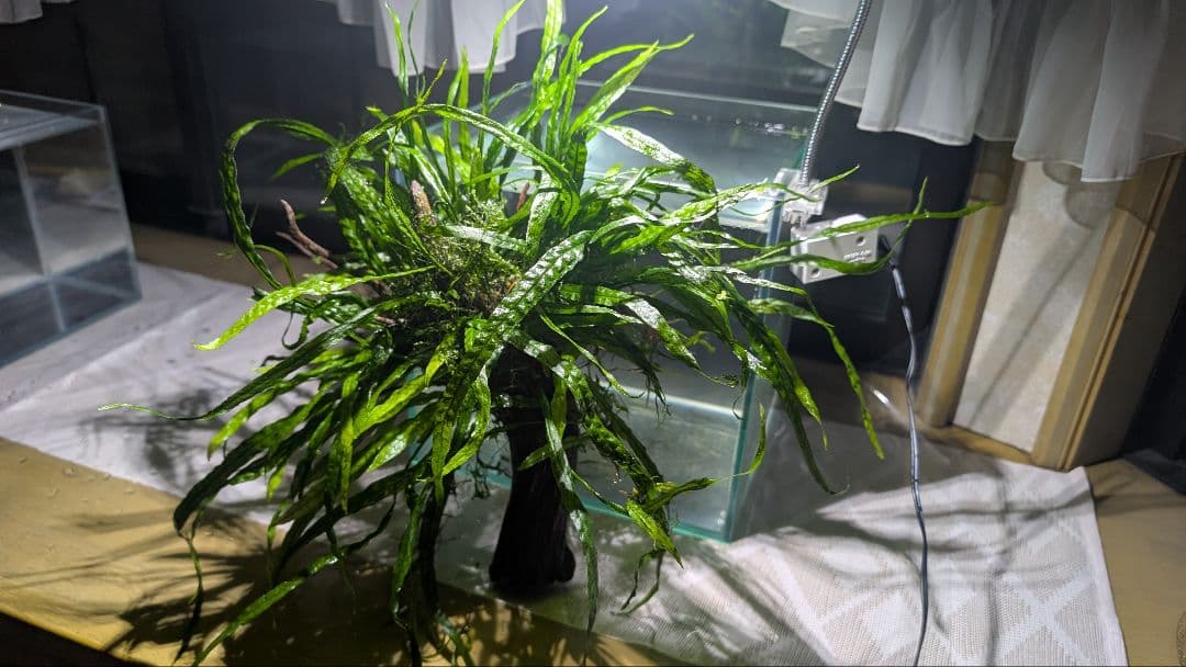 ミクロソリウム本ナロー120葉以上の大株とウィローモスが自然活着したADAの流木