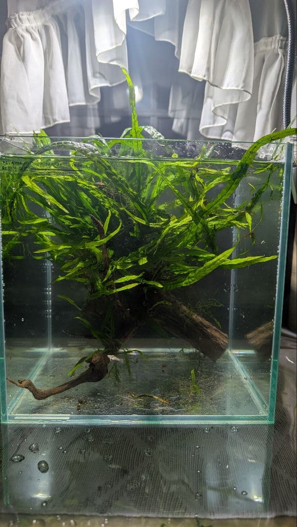 ミクロソリウム本ナロー120葉以上の大株とウィローモスが自然活着したADAの流木