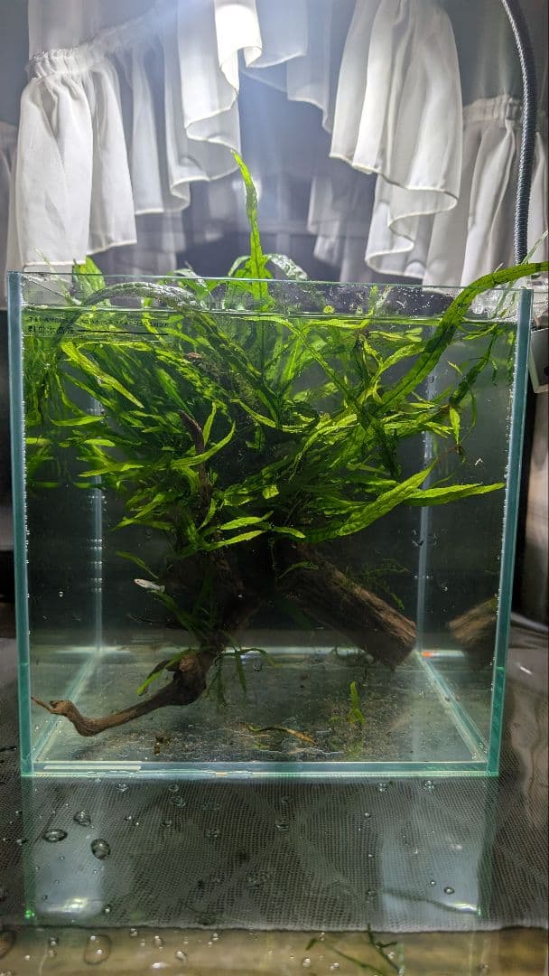 ミクロソリウム本ナロー120葉以上の大株とウィローモスが自然活着したADAの流木