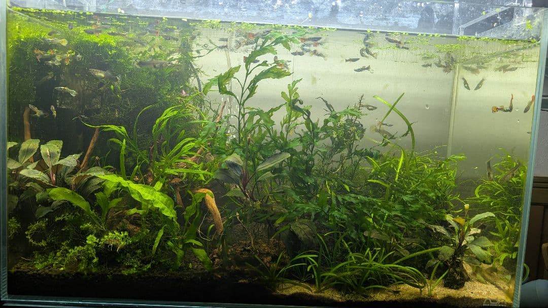 ミクロソリウム本ナロー120葉以上の大株とウィローモスが自然活着したADAの流木