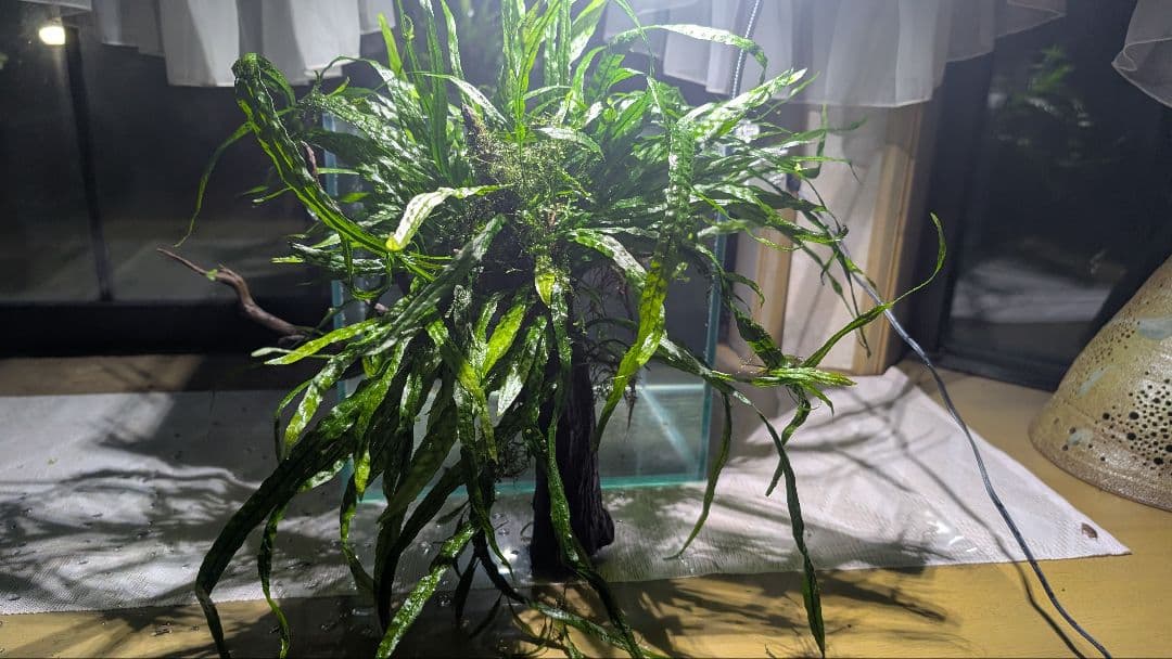 ミクロソリウム本ナロー120葉以上の大株とウィローモスが自然活着したADAの流木