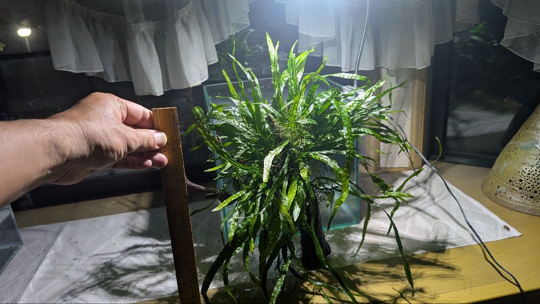 ミクロソリウム本ナロー120葉以上の大株とウィローモスが自然活着したADAの流木