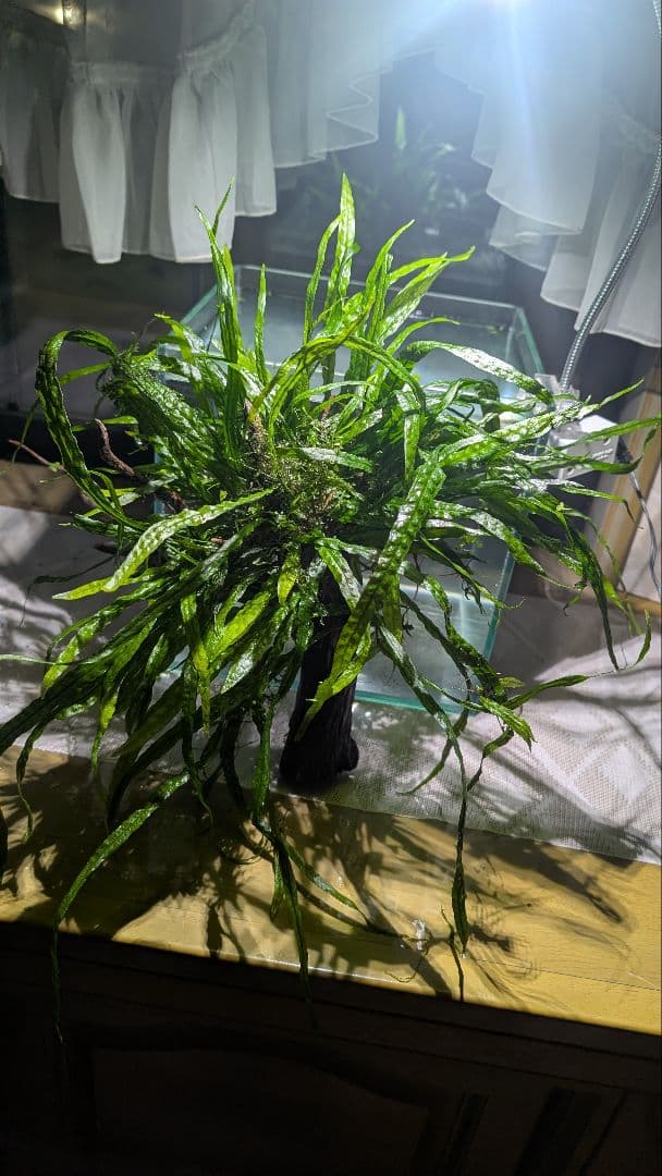 ミクロソリウム本ナロー120葉以上の大株とウィローモスが自然活着したADAの流木