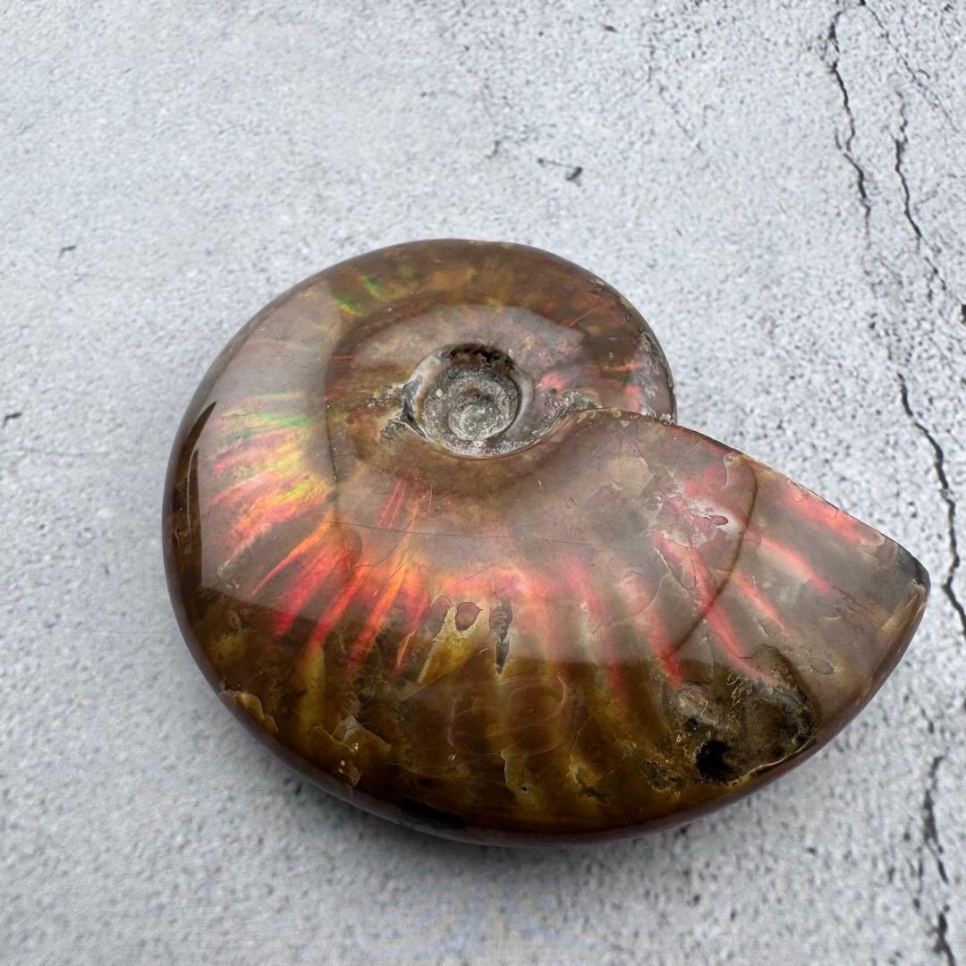 G-79天然アンモナイト原石　游色多色アンモナイト化石 天然石　コレクション標本