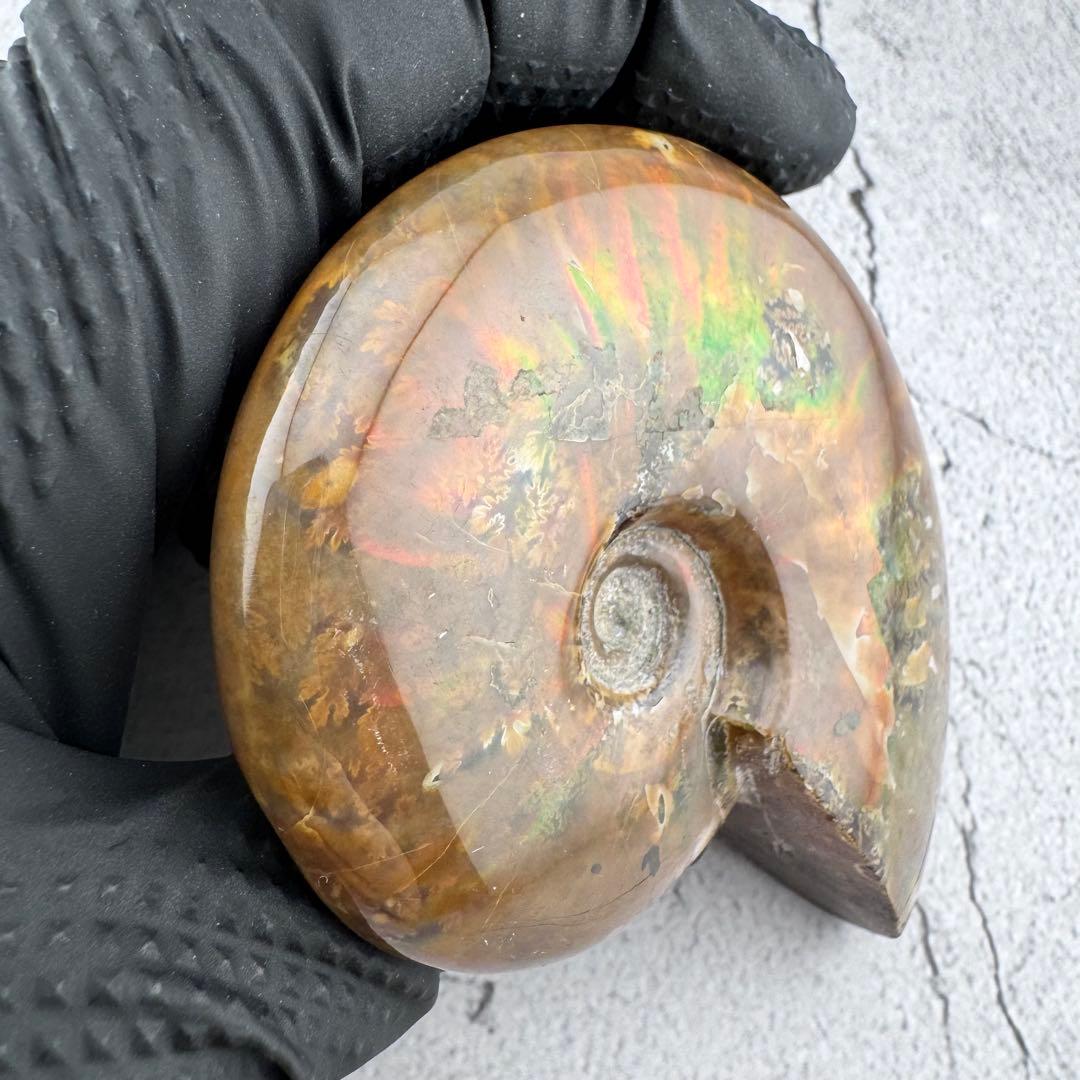 G-79天然アンモナイト原石　游色多色アンモナイト化石 天然石　コレクション標本