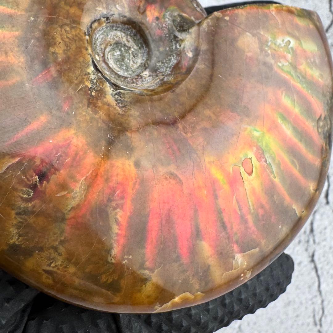 G-79天然アンモナイト原石　游色多色アンモナイト化石 天然石　コレクション標本