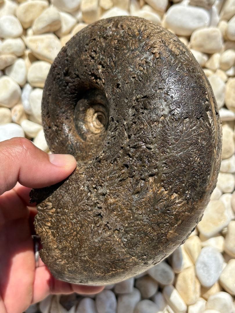 極美品　飴色の縫合線が見事なアンモナイトの女王　インターメディウム　化石