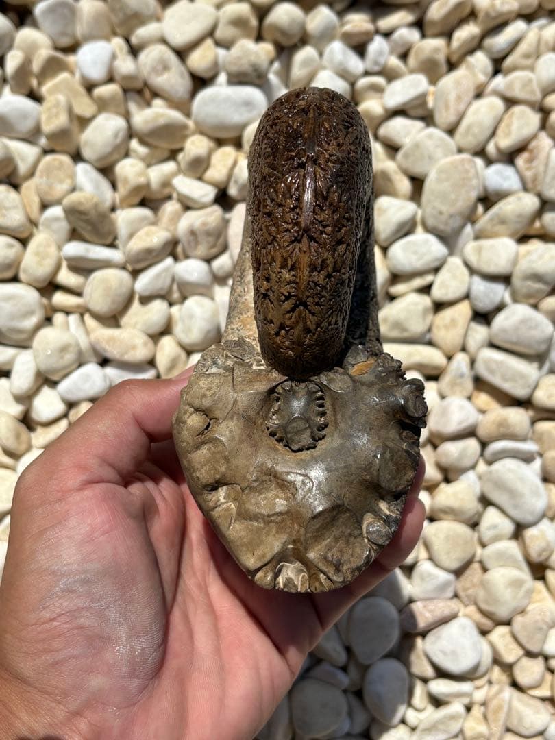 極美品　飴色の縫合線が見事なアンモナイトの女王　インターメディウム　化石