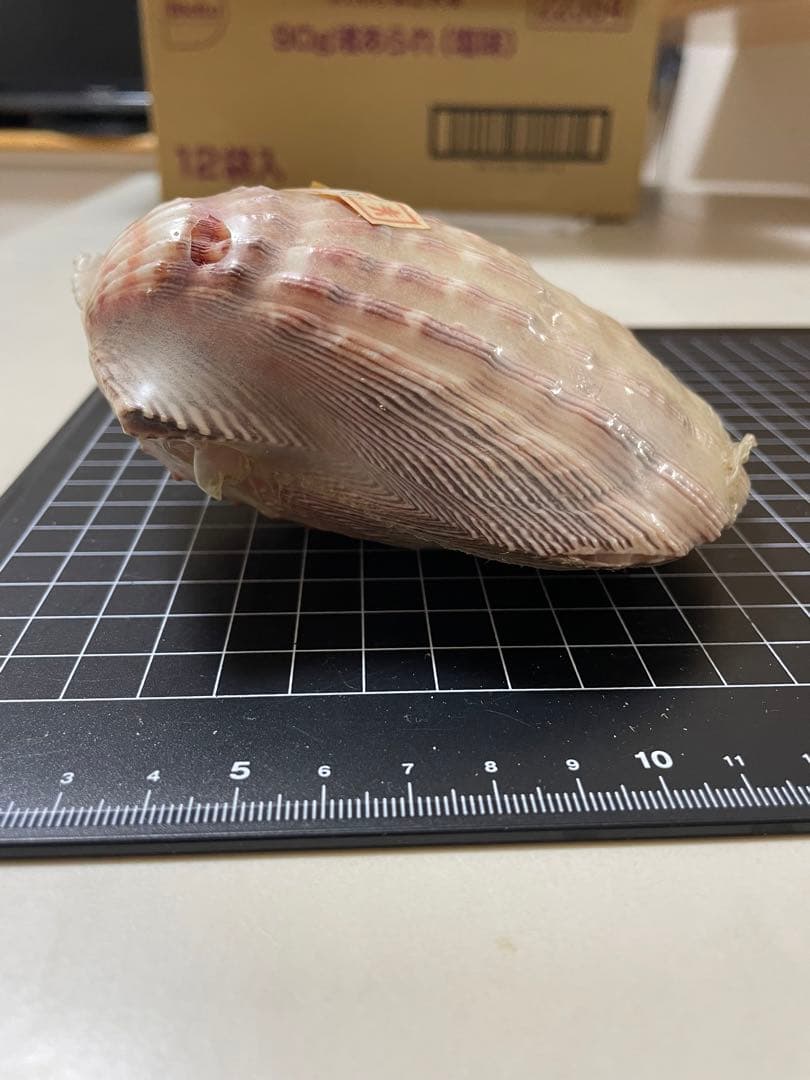 貝殻　標本　何貝かなm(._.)m