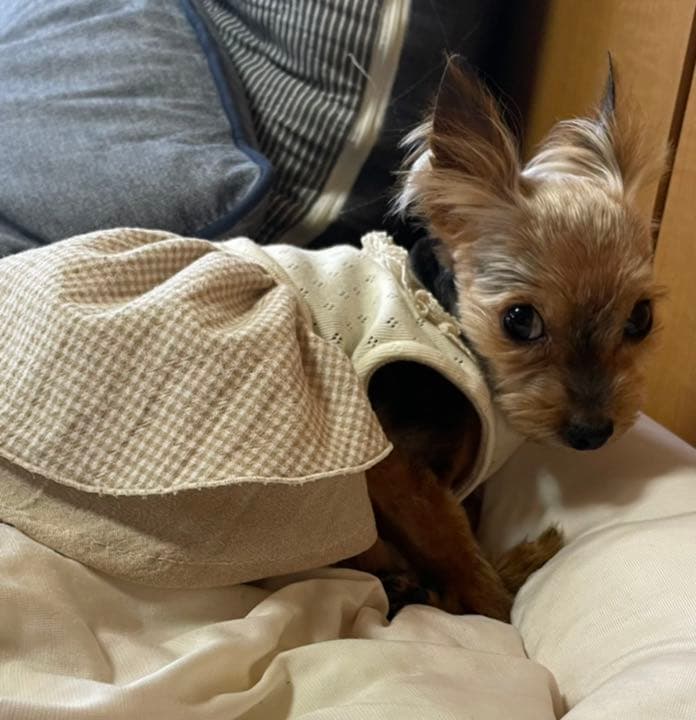 ハンドメイド犬服　ナチュラルカラーのエプロンドレス★袖付可能