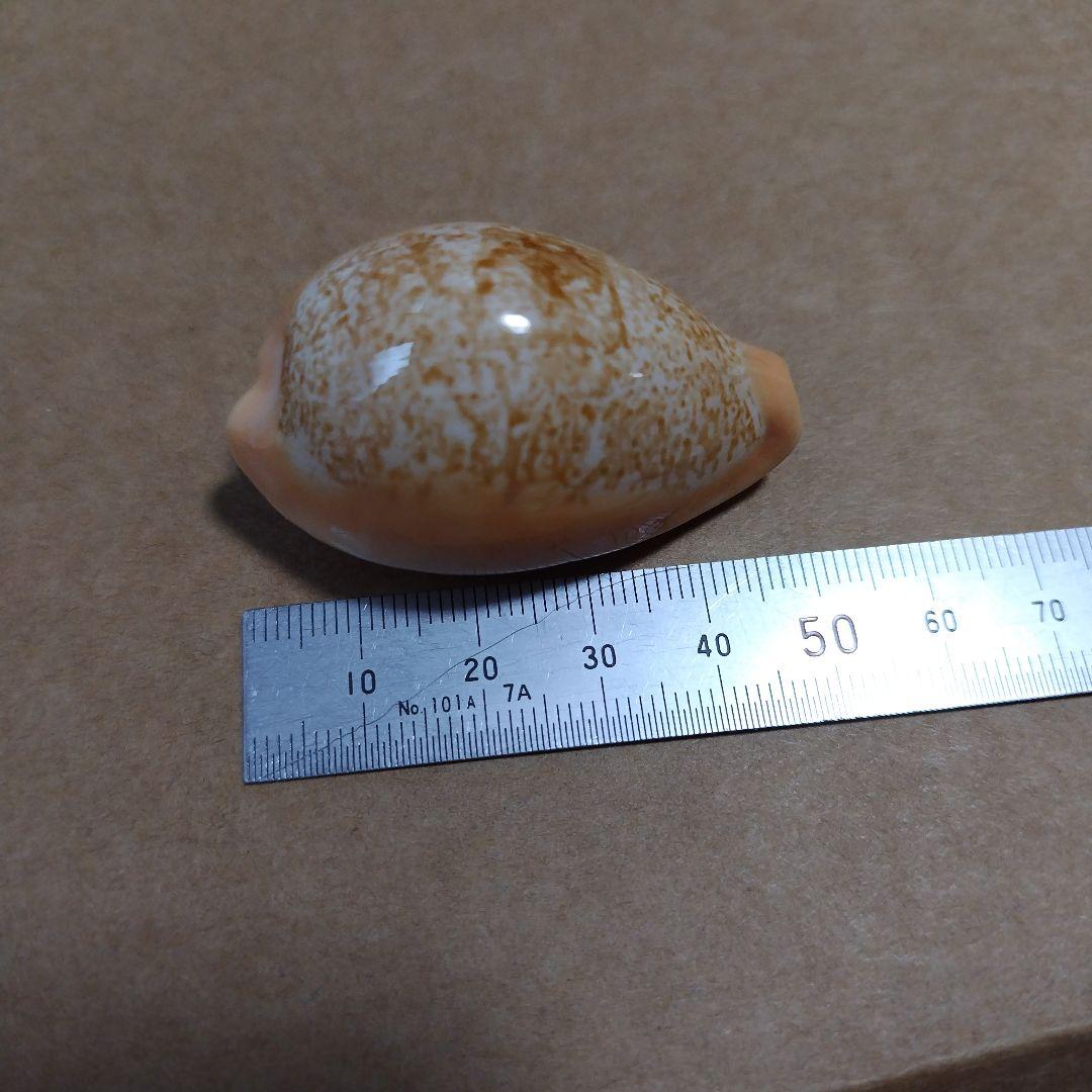 ニッポンダカラ　タカラガイ　F+++