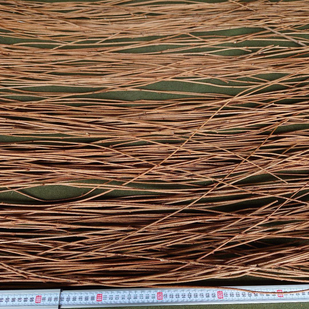 アケビの蔓(根蔓ランナー)