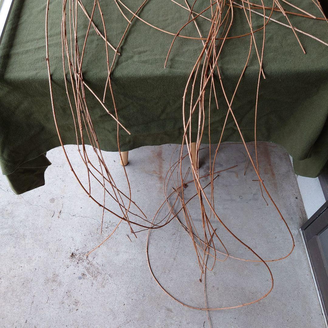 アケビの蔓(根蔓ランナー)