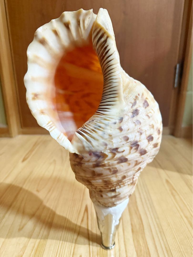 修験道法螺貝36.5㎝山伏　密教　魔除け　熊よけ❣️ほら貝　ホラガイ