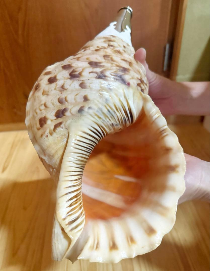 修験道法螺貝36.5㎝山伏　密教　魔除け　熊よけ❣️ほら貝　ホラガイ