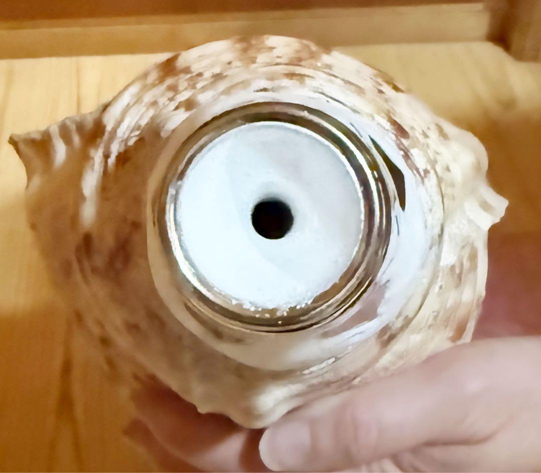 修験道法螺貝36.5㎝山伏　密教　魔除け　熊よけ❣️ほら貝　ホラガイ