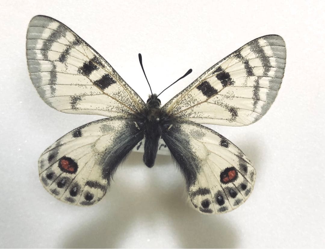 ねこねこ様リクエスト品！蝶標本　ロキシャスウスバ　ペア