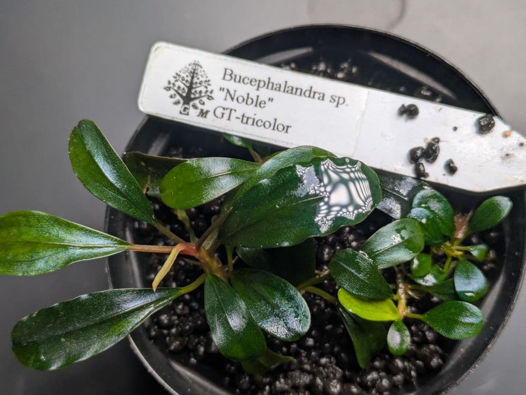 水草 Bucephalandra sp. Noble GT-tricolor