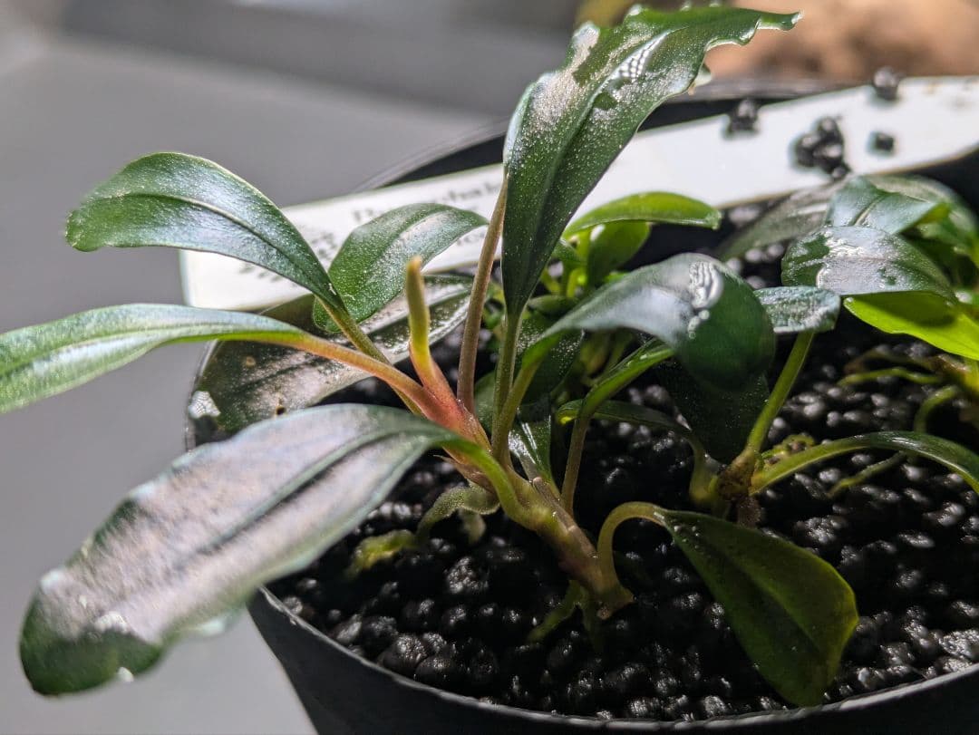 水草 Bucephalandra sp. Noble GT-tricolor