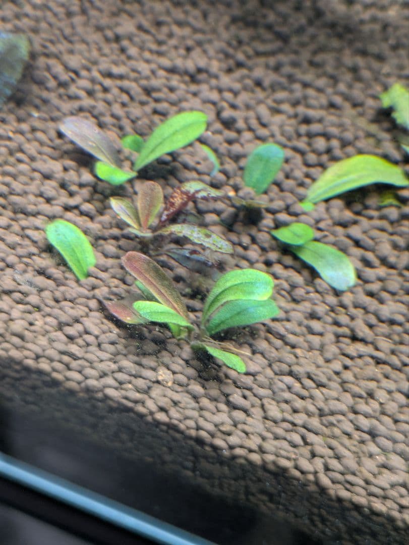 水草 Bucephalandra sp. Noble GT-tricolor