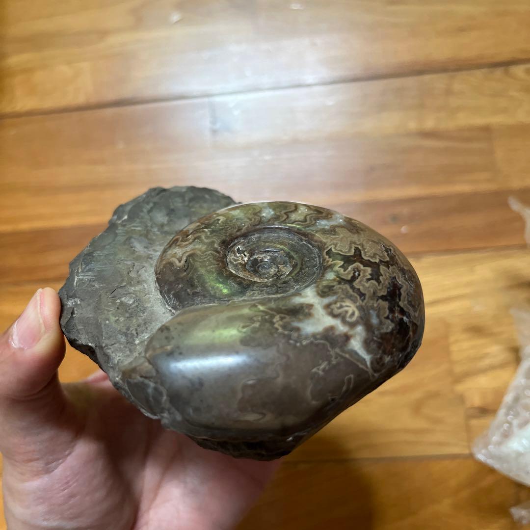 アンモナイト　化石　置物