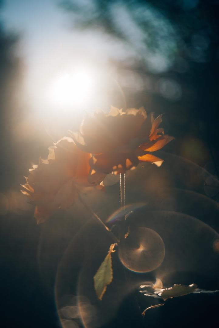 虹の出るライカの癖玉！Leica Summar 50mm F2 オールドレンズ