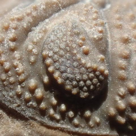 三葉虫の化石 美麗 モロッコ産 モロコプス・スピニファー 本物保証