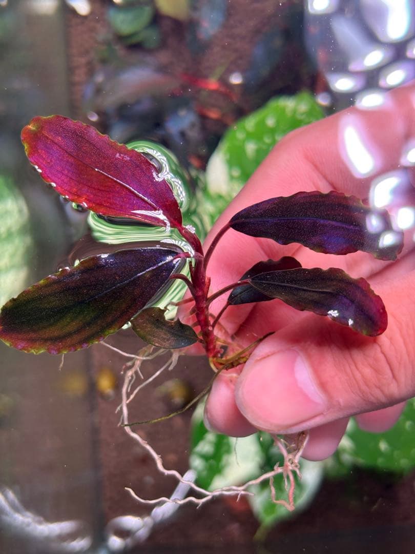 よしおページムーンライト、シルバーパウダー、パープルメタリックミッドナイト