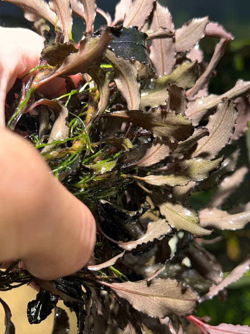 ブセファランドラsp.クダガン 特大10株