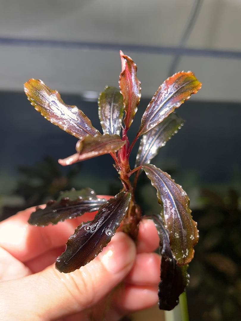 ブセファランドラsp.クダガン 特大10株