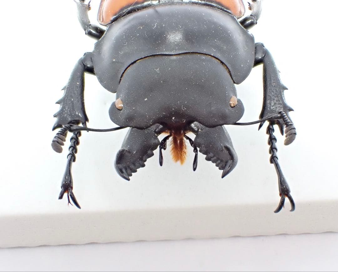 標本　二ティドゥスマルバネクワガタ　57㎜