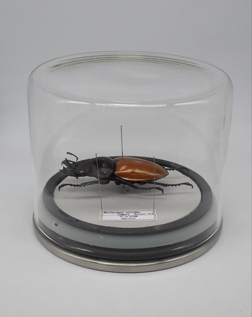 標本　二ティドゥスマルバネクワガタ　57㎜