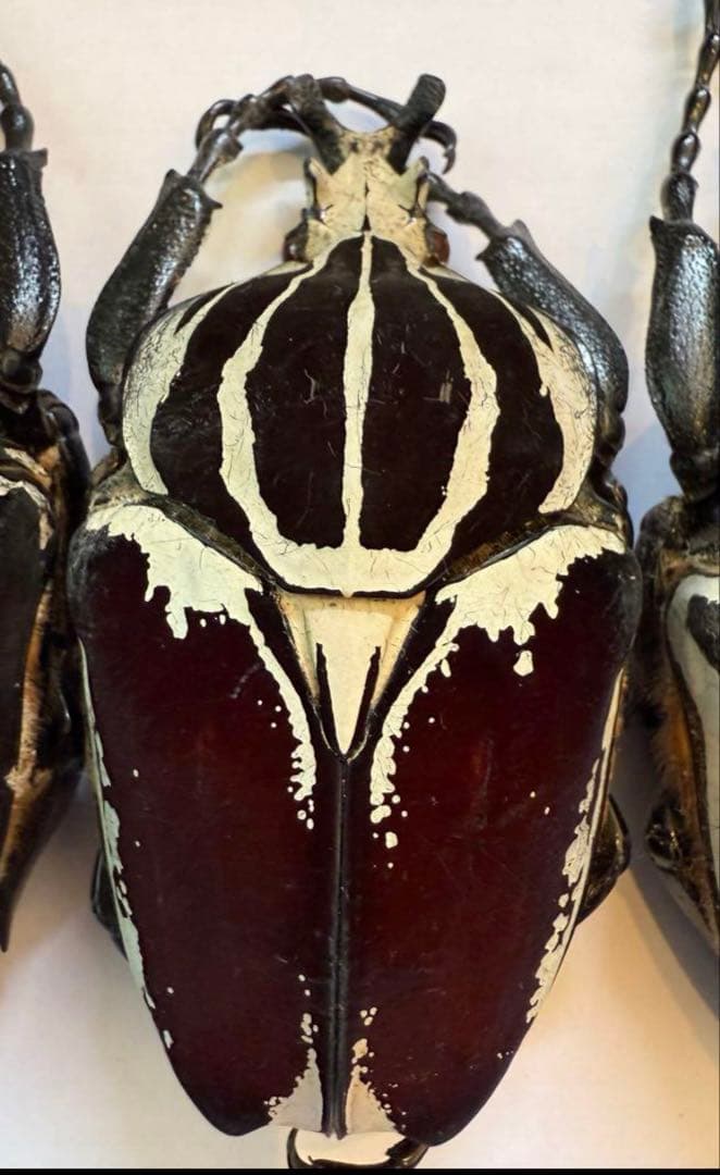 n*s様 カメルーン　ゴライアスオオツノハナムグリ　4頭　M2.3.4.5